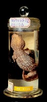 Tokay gecko Collection Image, Figure 4, Total 9 Figures